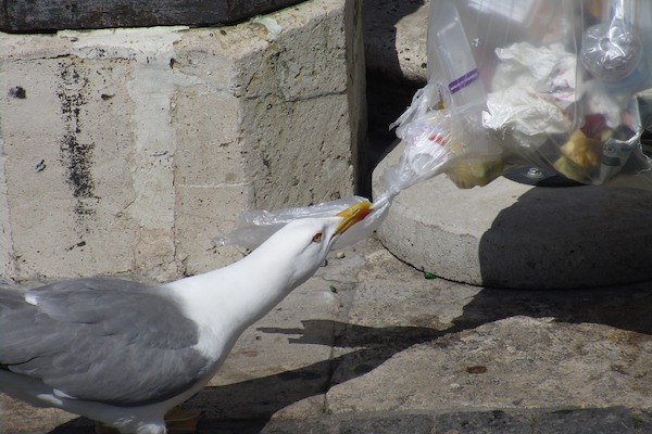 Coyote Creek Clean Up